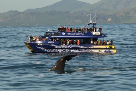 Kaikoura: crucero de avistamiento de ballenas