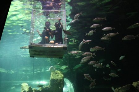 Guadalajara: Inmersión de tiburones en Acuario Michin