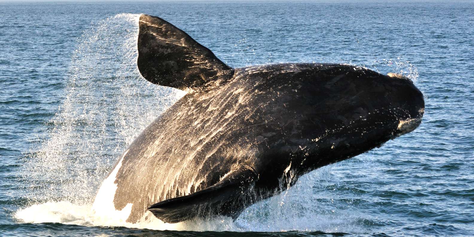Hermanus
