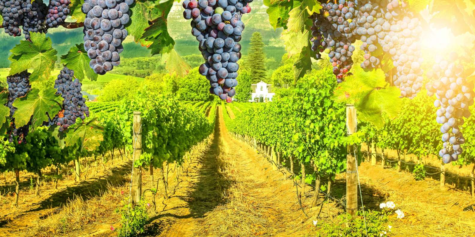 Stellenbosch