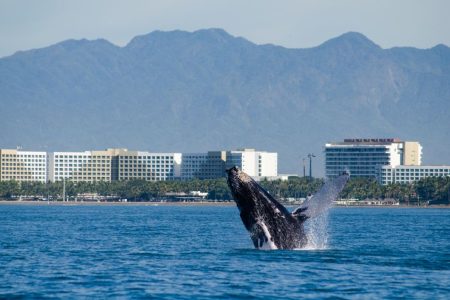 Puerto Vallarta: Crucero de avistamiento de ballenas