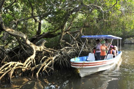 Desde Veracruz: tour de naturaleza y marisco a Mandinga