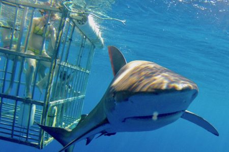 Oahu: 2 h de buceo con tiburones en la costa norte