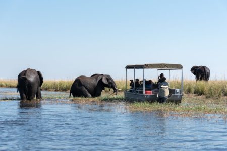 Parque Nacional Chobe: Excursión de un día con crucero por el río