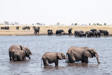 Chobe: Safari de 2 días en campamento móvil