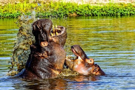 Parque Nacional Kruger: Safari a pie de 3 horas