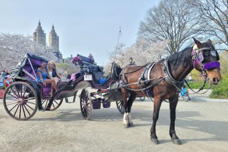 NUEVA YORK Paseo guiado en coche de caballos por Central Park